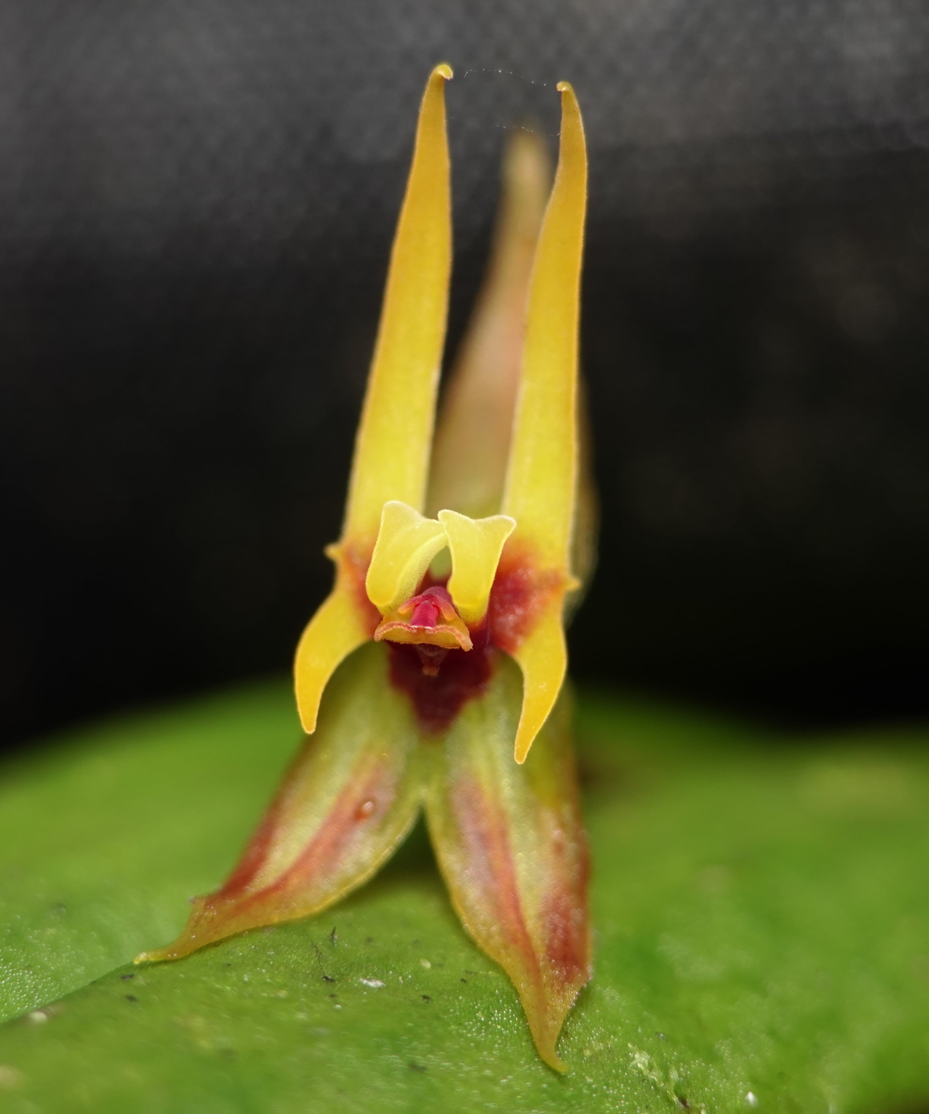 Lepanthes silverstonei