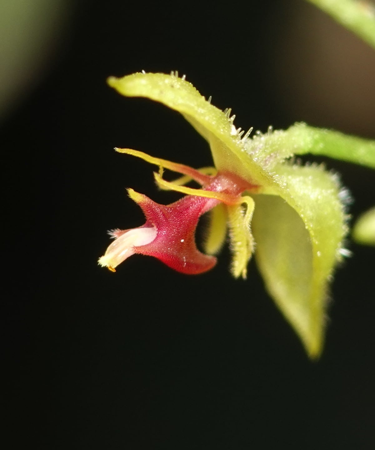 Lepanthes skeleton