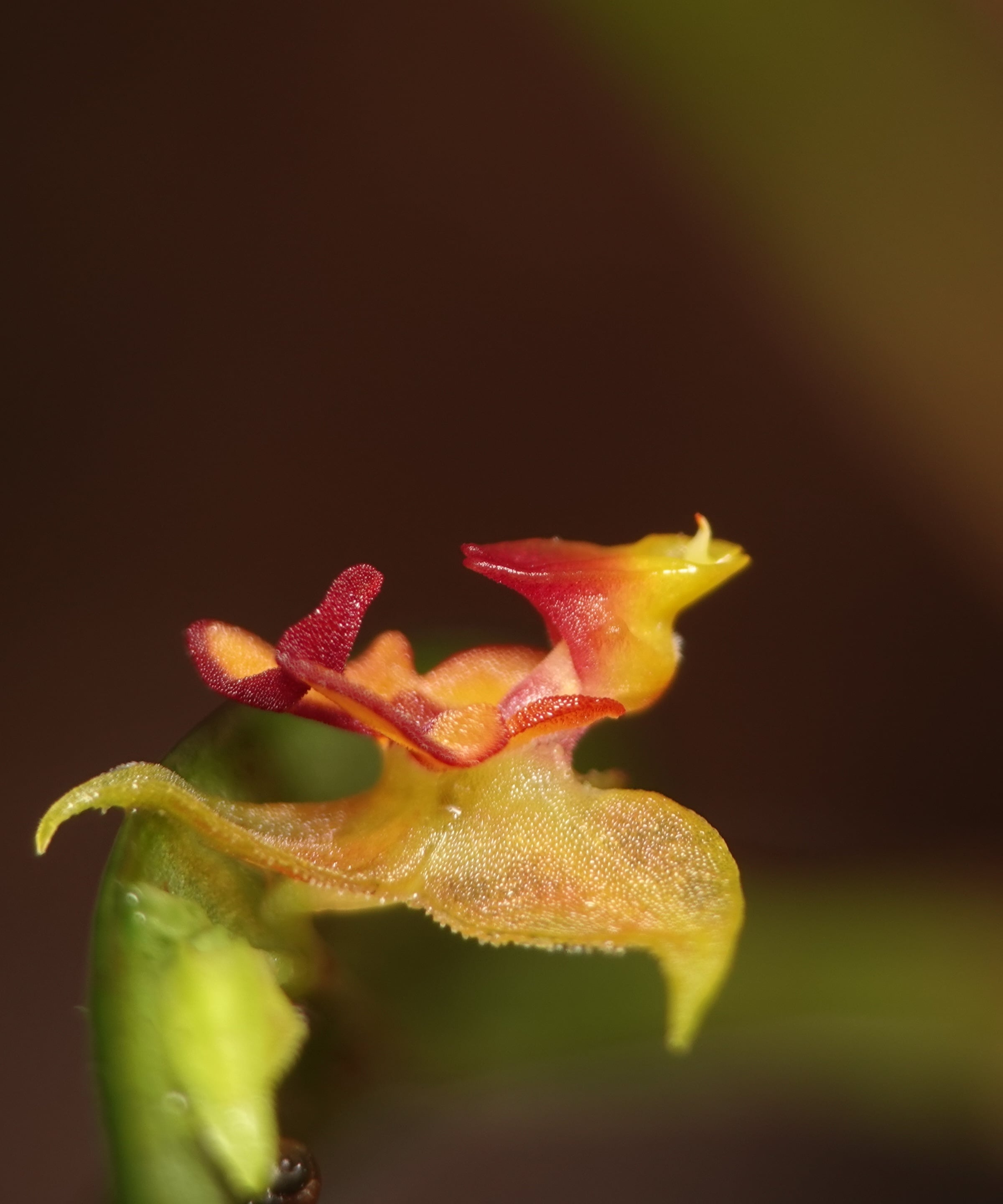 Side view of Lepanthes tachirensis flower showing the bilobed petals with fingerlike lobules in profile, the golden-yellow ventral sepal sweeping below, La Honda