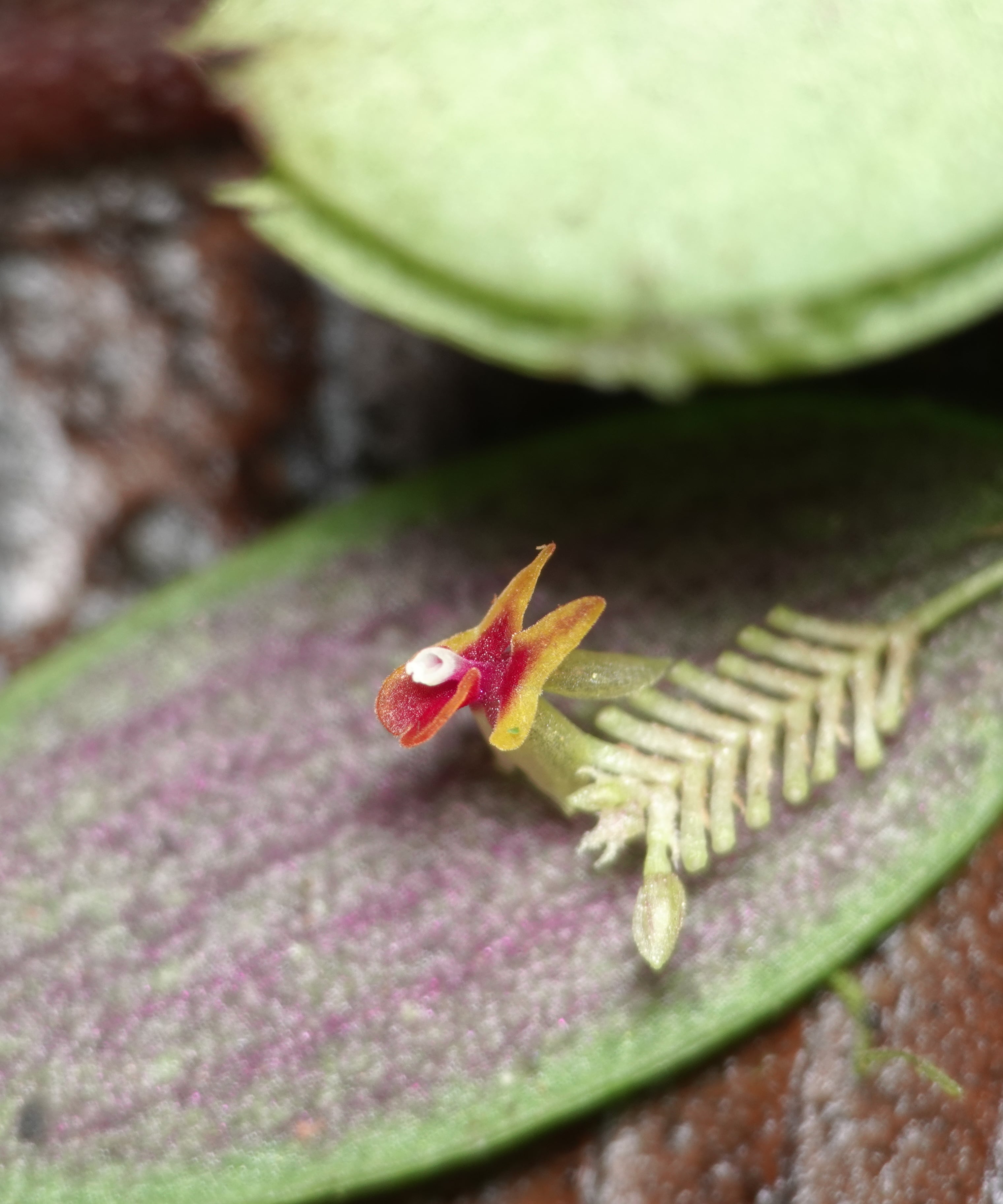Lepanthes viahoensis — habit shot showing the very narrowly ovate leaf with prominent purple-magenta venation on the underside and the short raceme behind the leaf, La Honda, 2025.