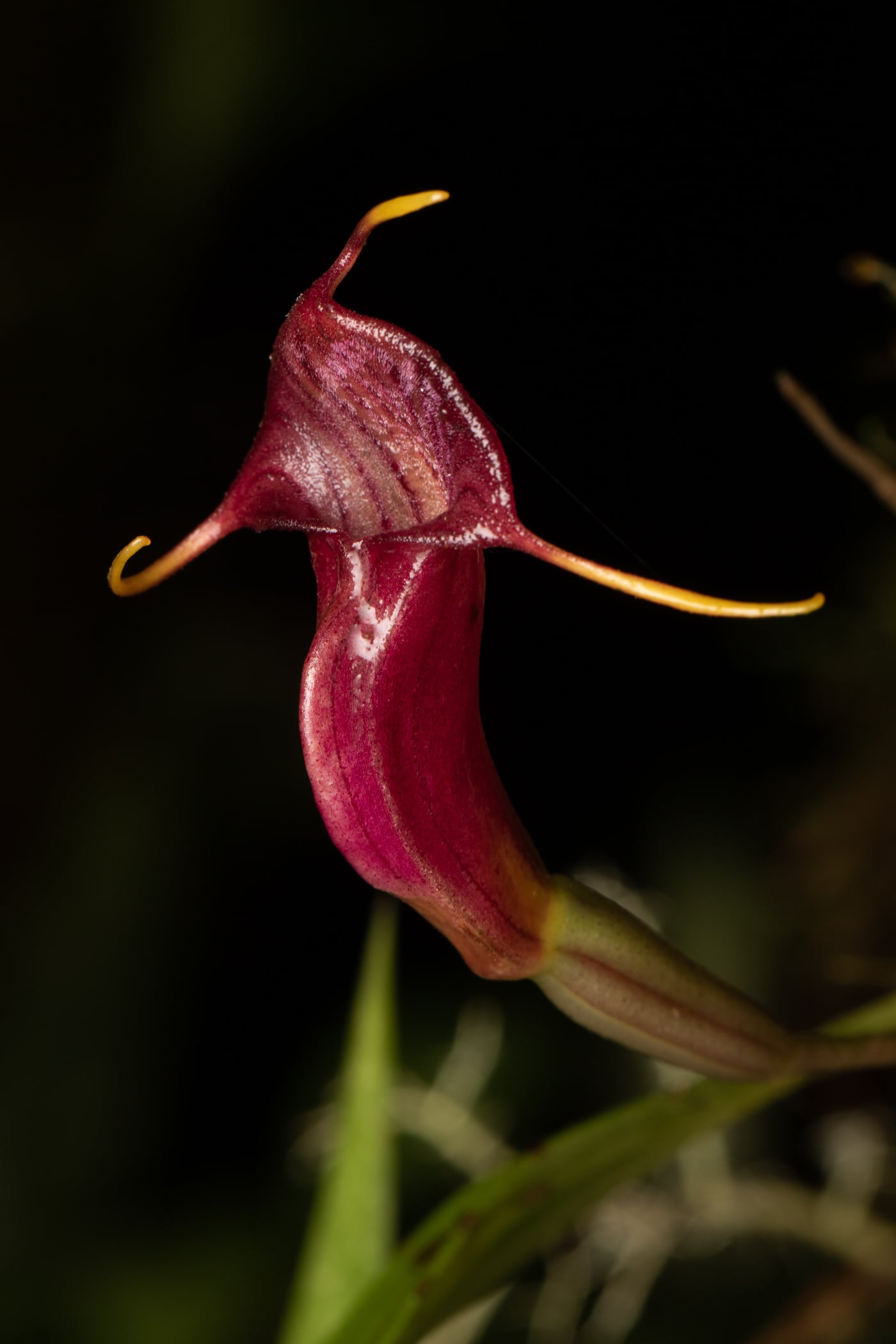 Masdevallia ventricularia