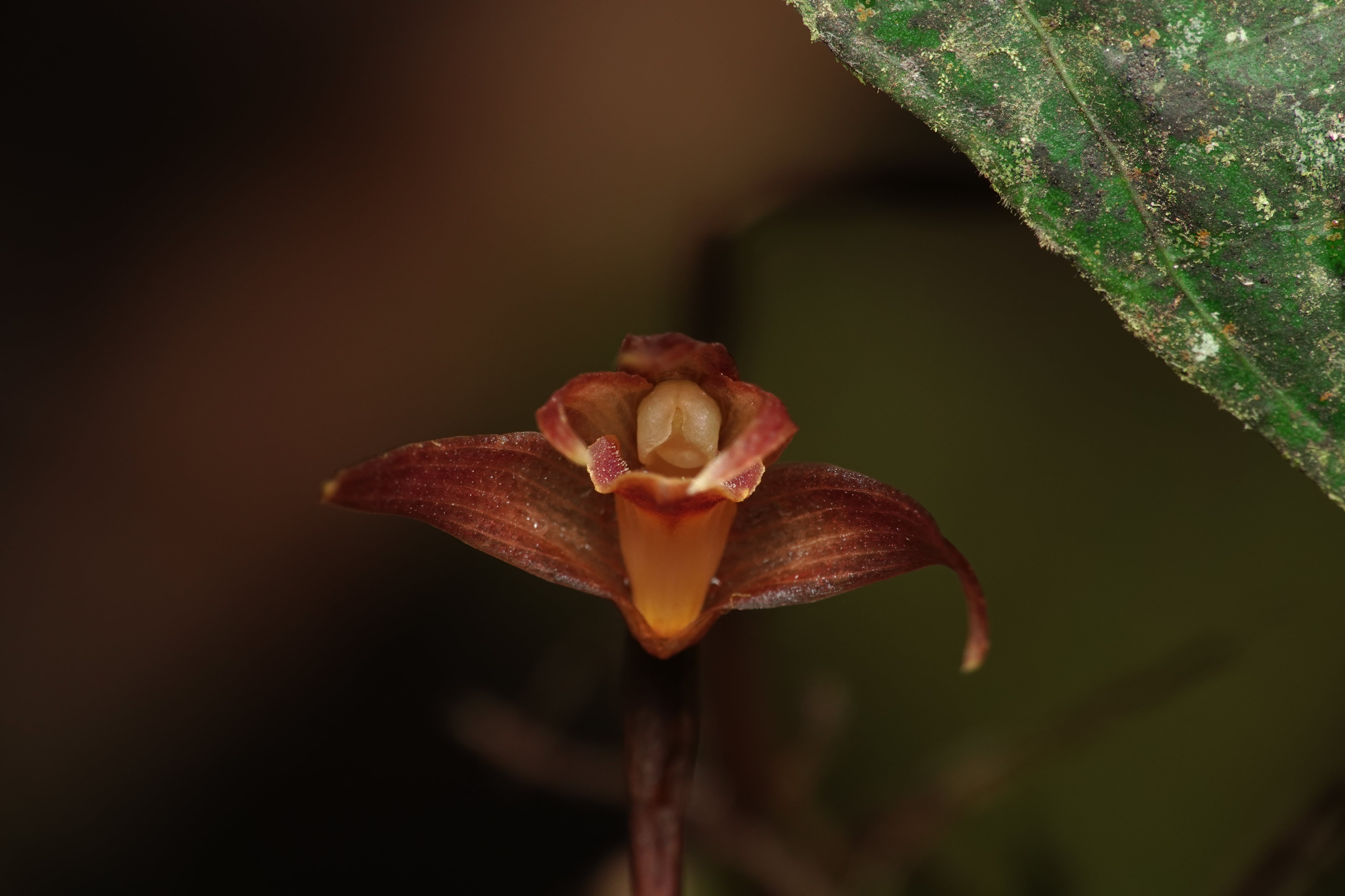 Maxillaria sp 13