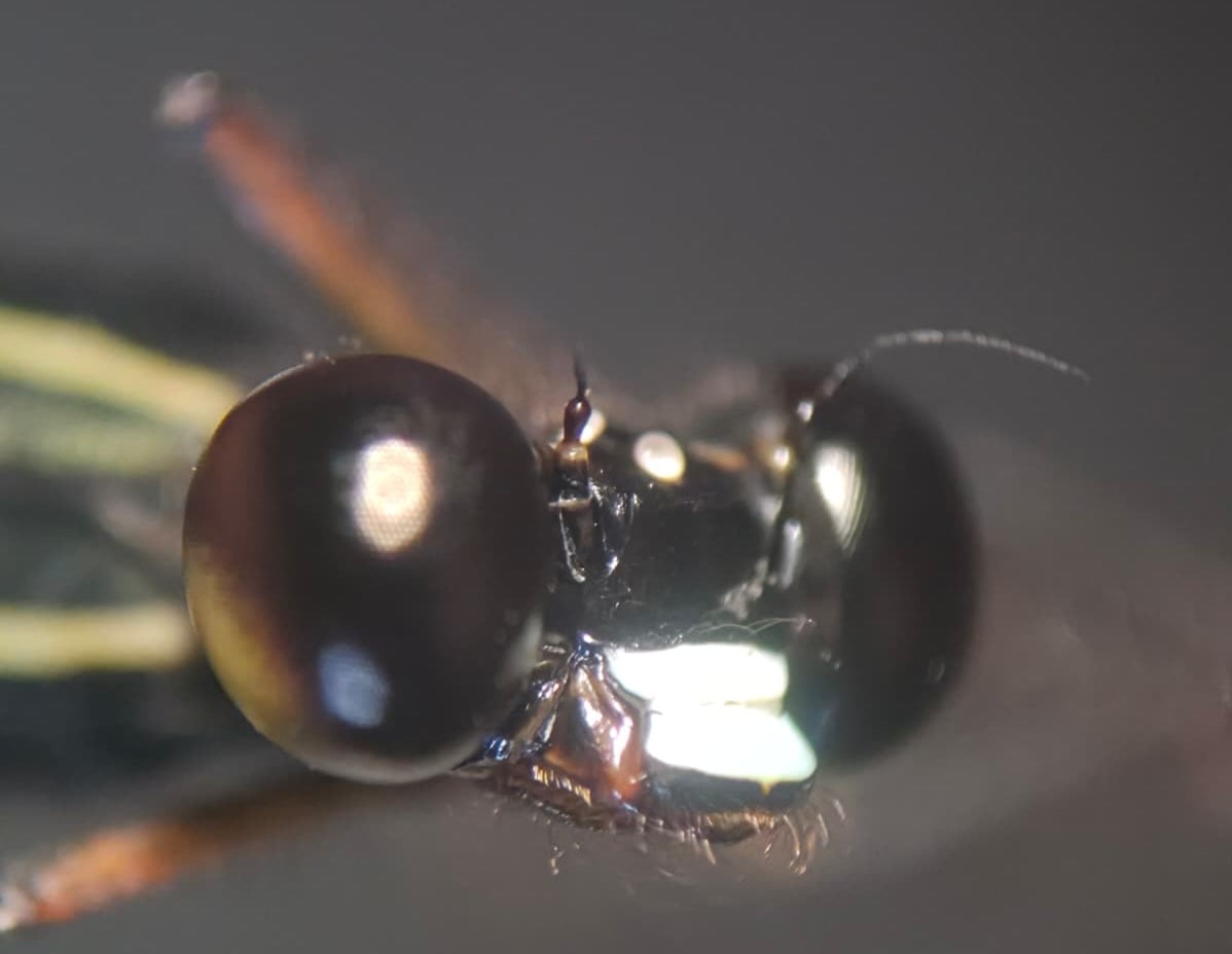 *Mesagrion leucorrhinum*, head in detail, male. La Honda.