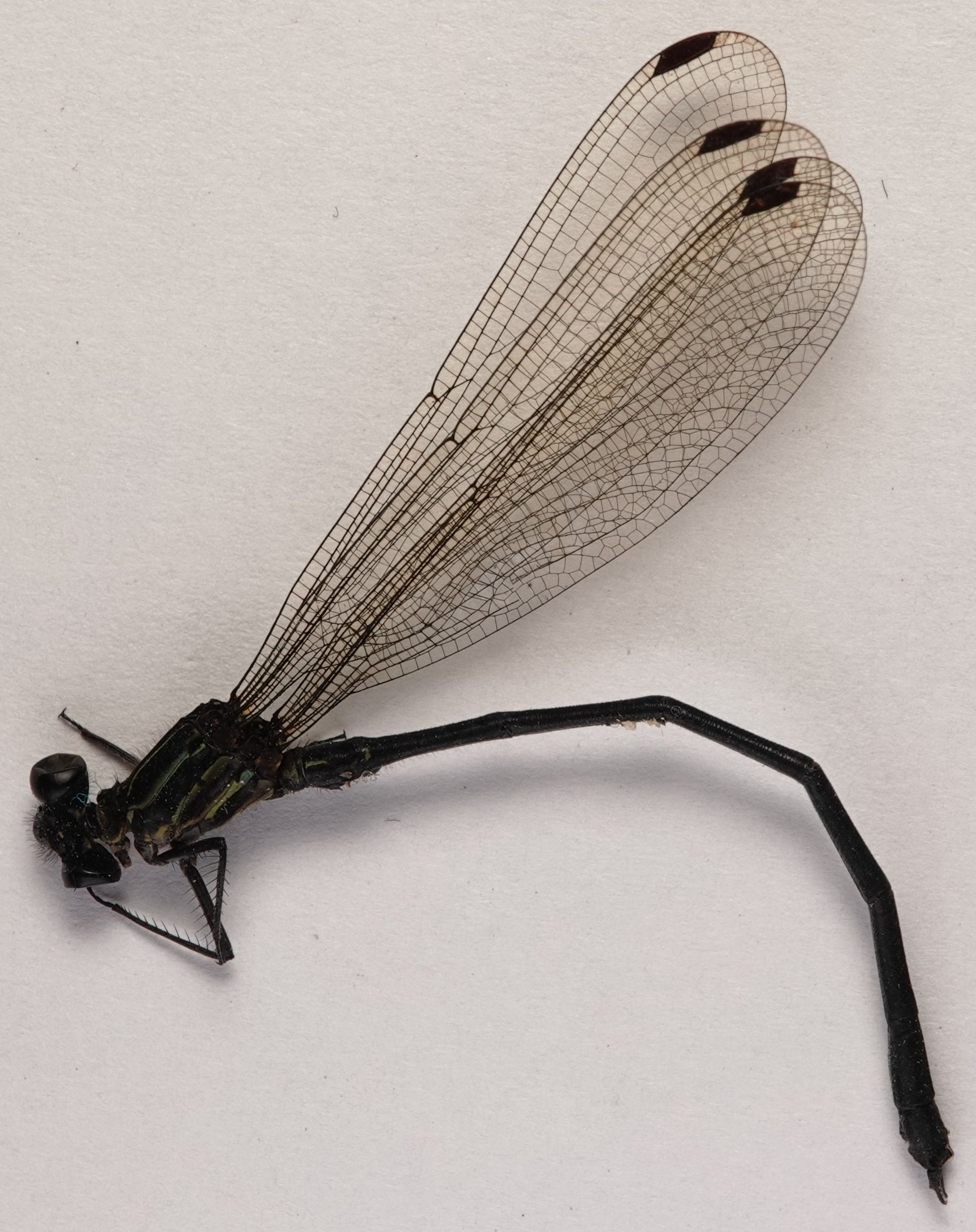 Miocora lugubris