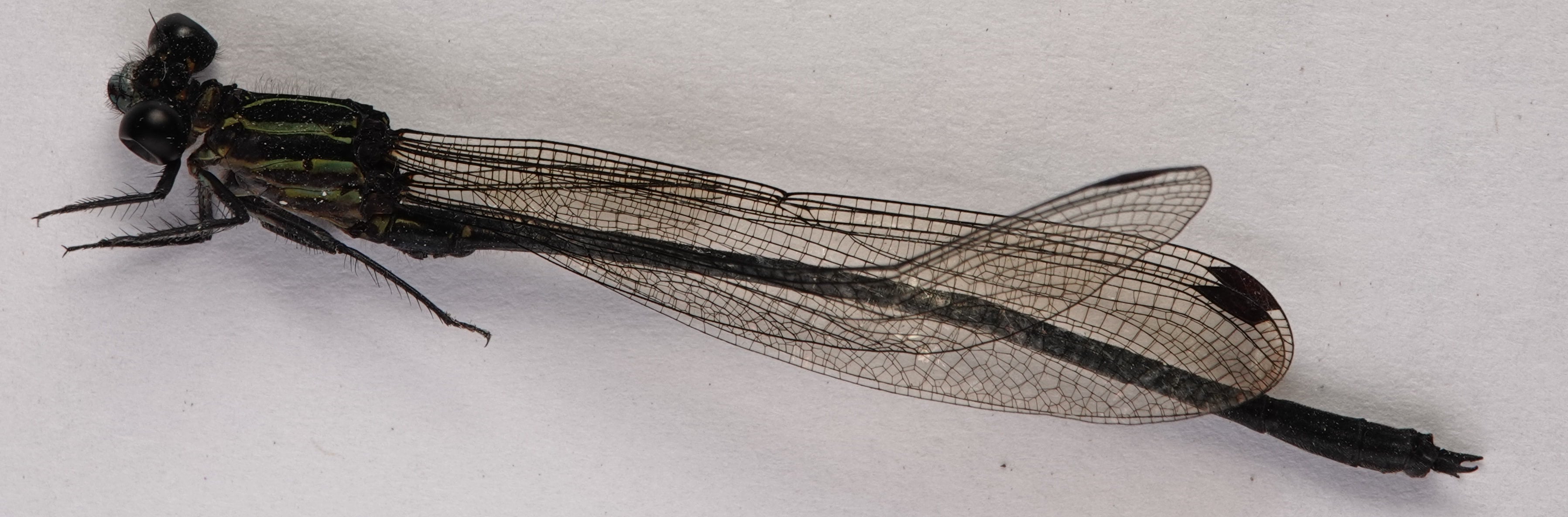 *Miocora lugubris*, specimen. La Honda.