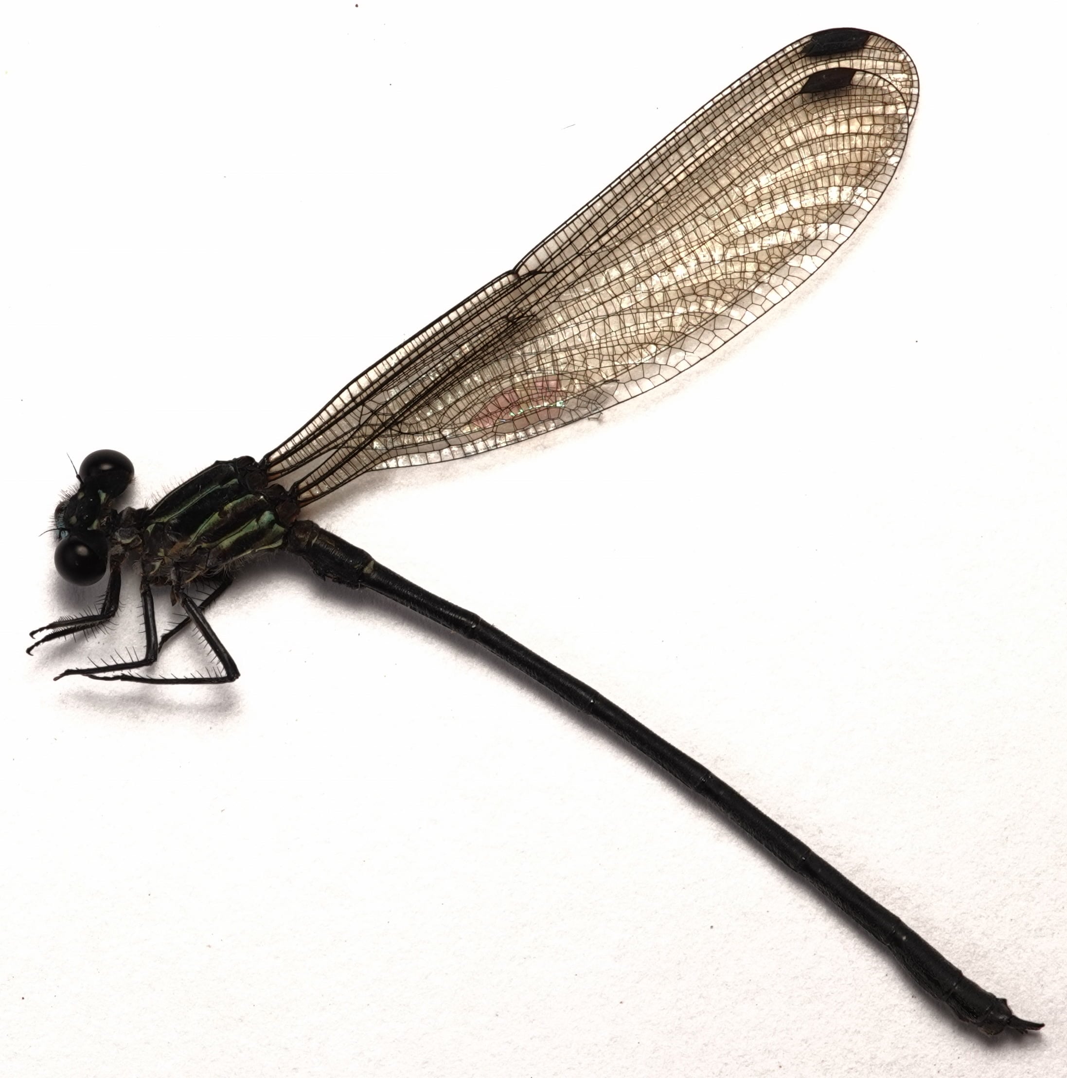 *Miocora lugubris*, specimen. La Honda.