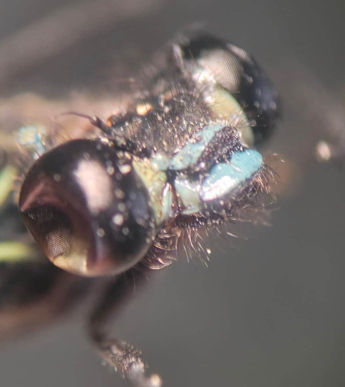 *Miocora lugubris*, head in detail, male. La Honda.