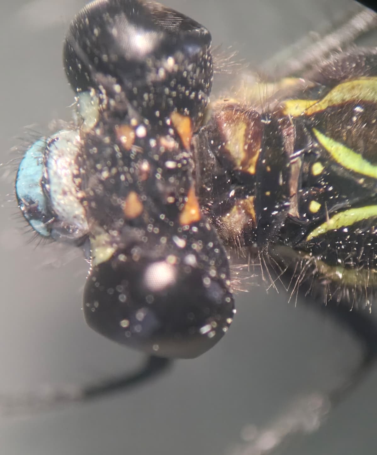 *Miocora lugubris*, head in detail. La Honda.