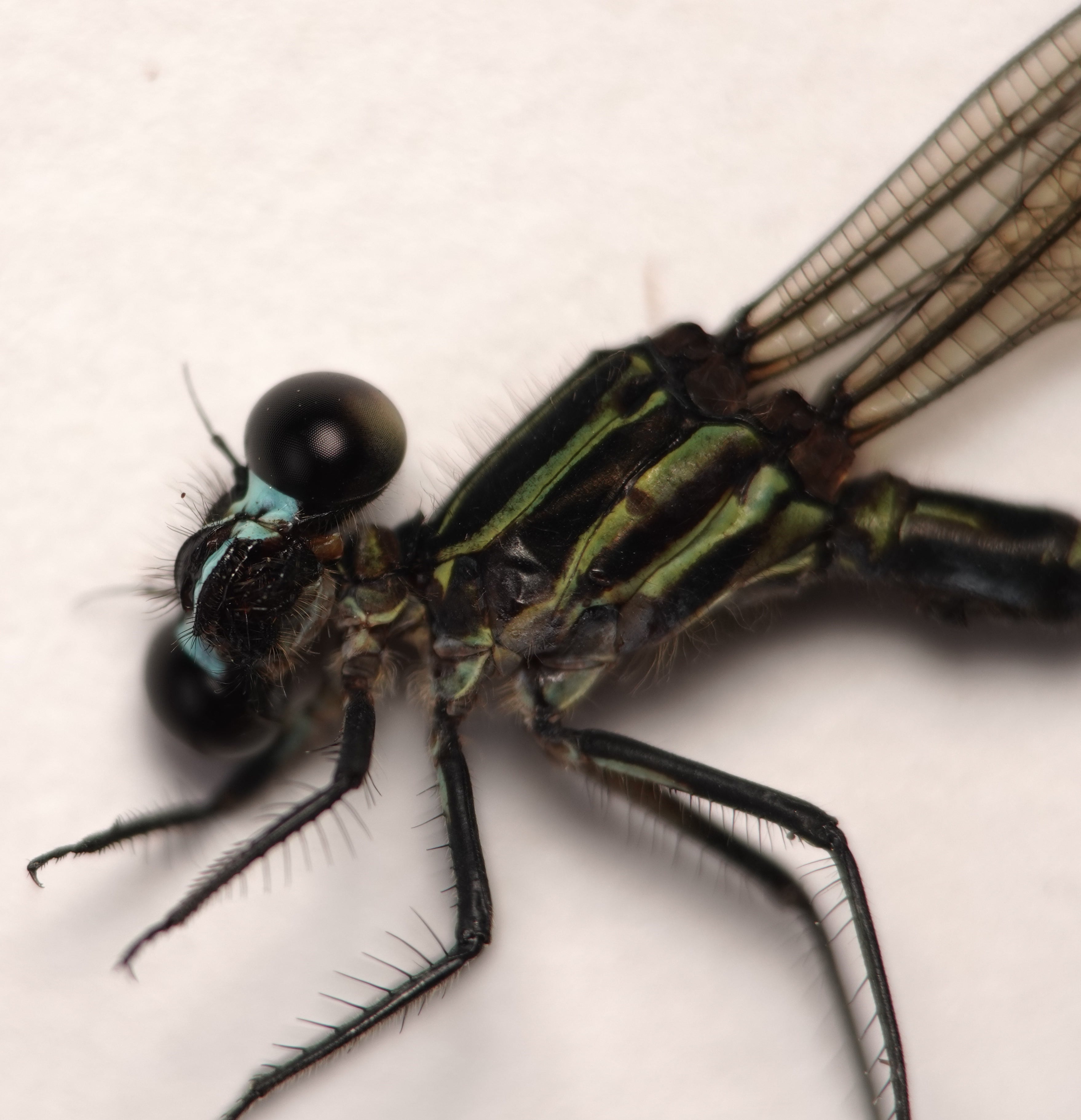 *Miocora lugubris*, head in detail. La Honda.