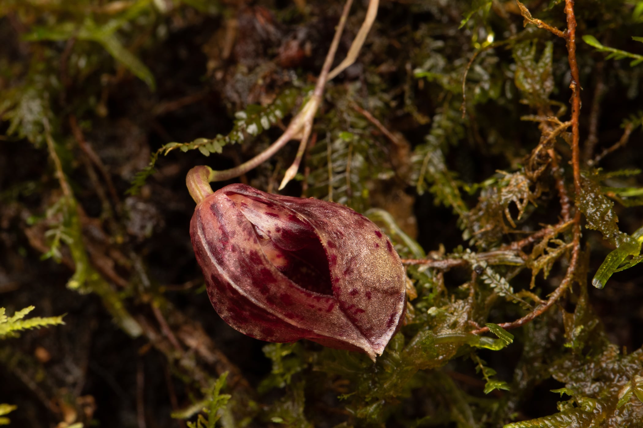 Ophidion compactum
