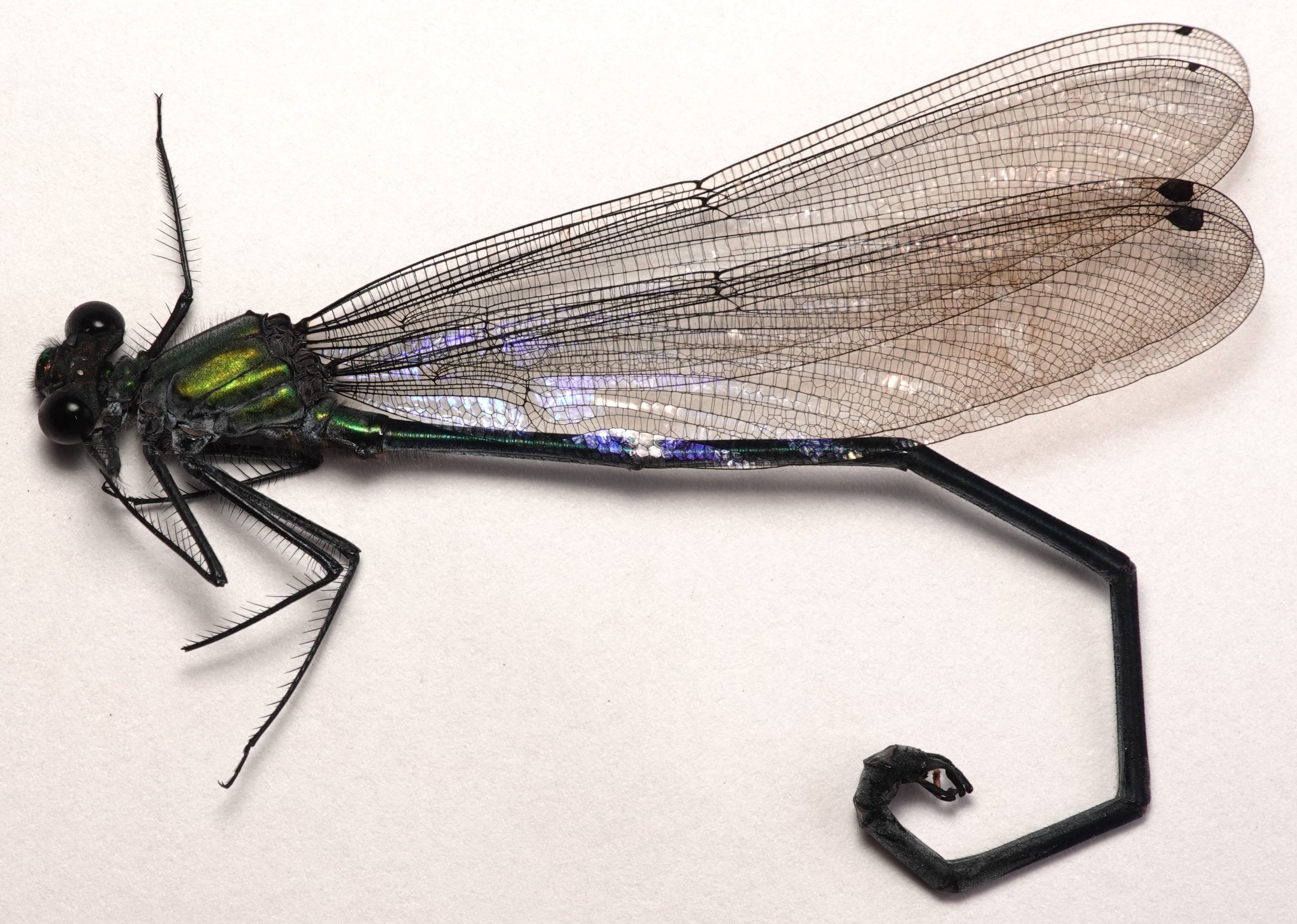 Ormenophlebia imperatrix