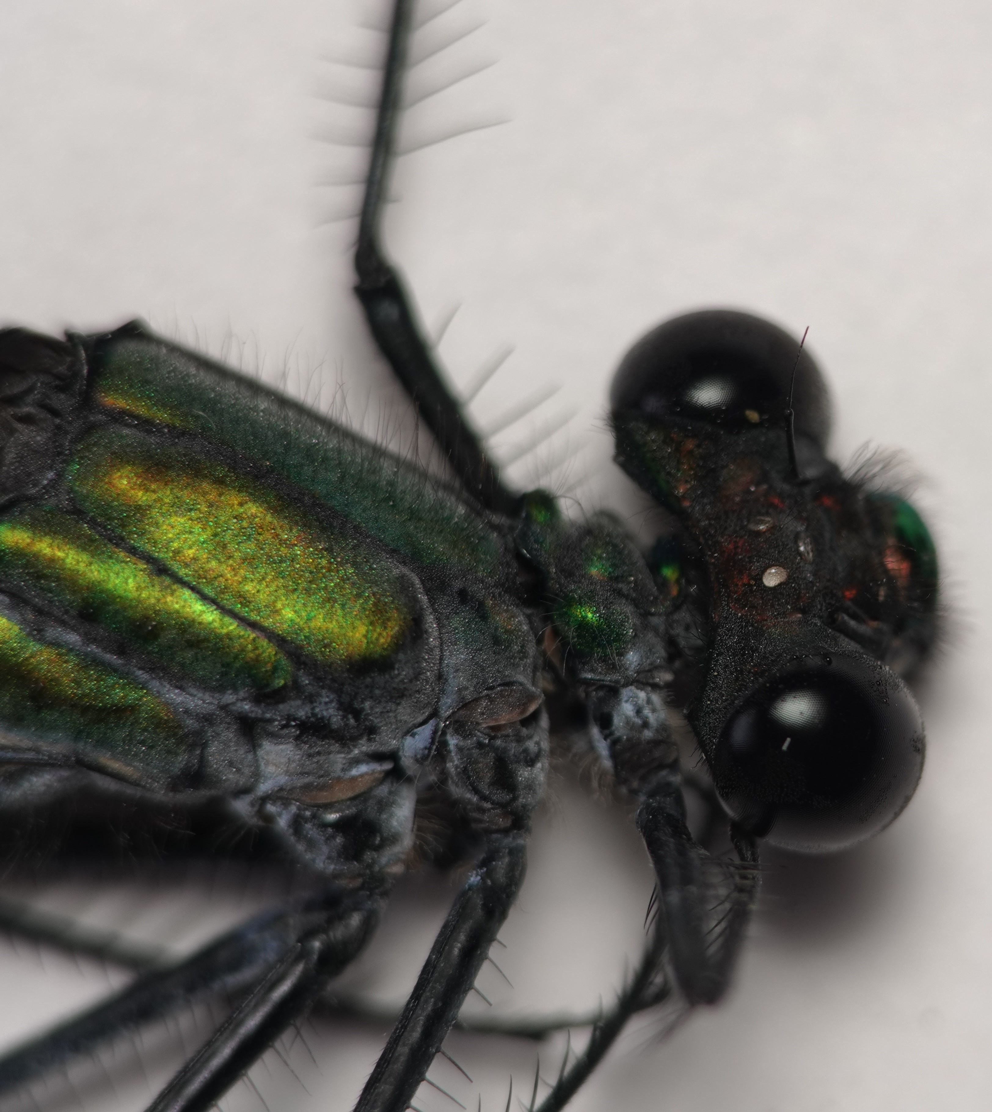 *Ormenophlebia imperatrix*, head in detail. La Honda.