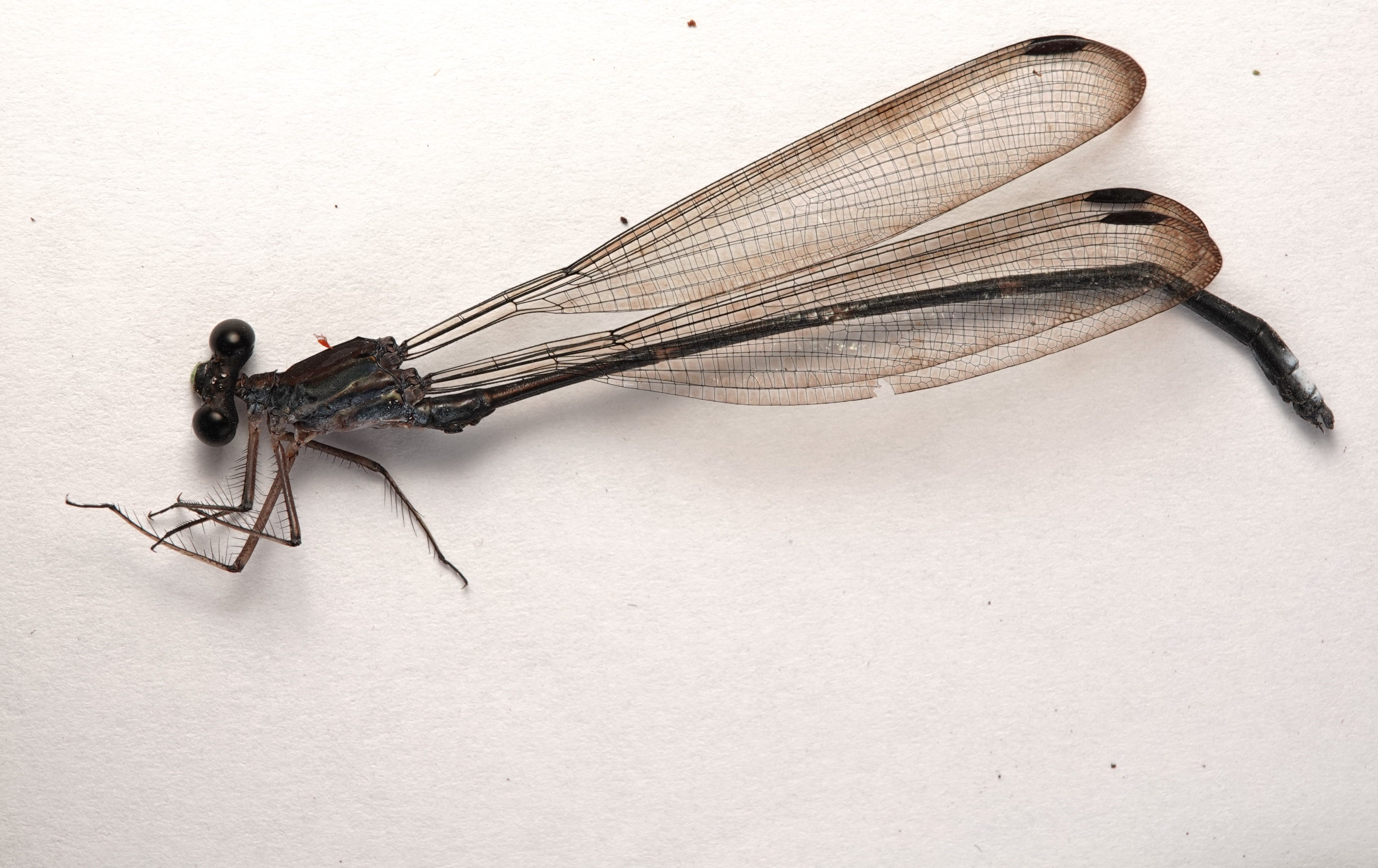 Philogenia cristalina