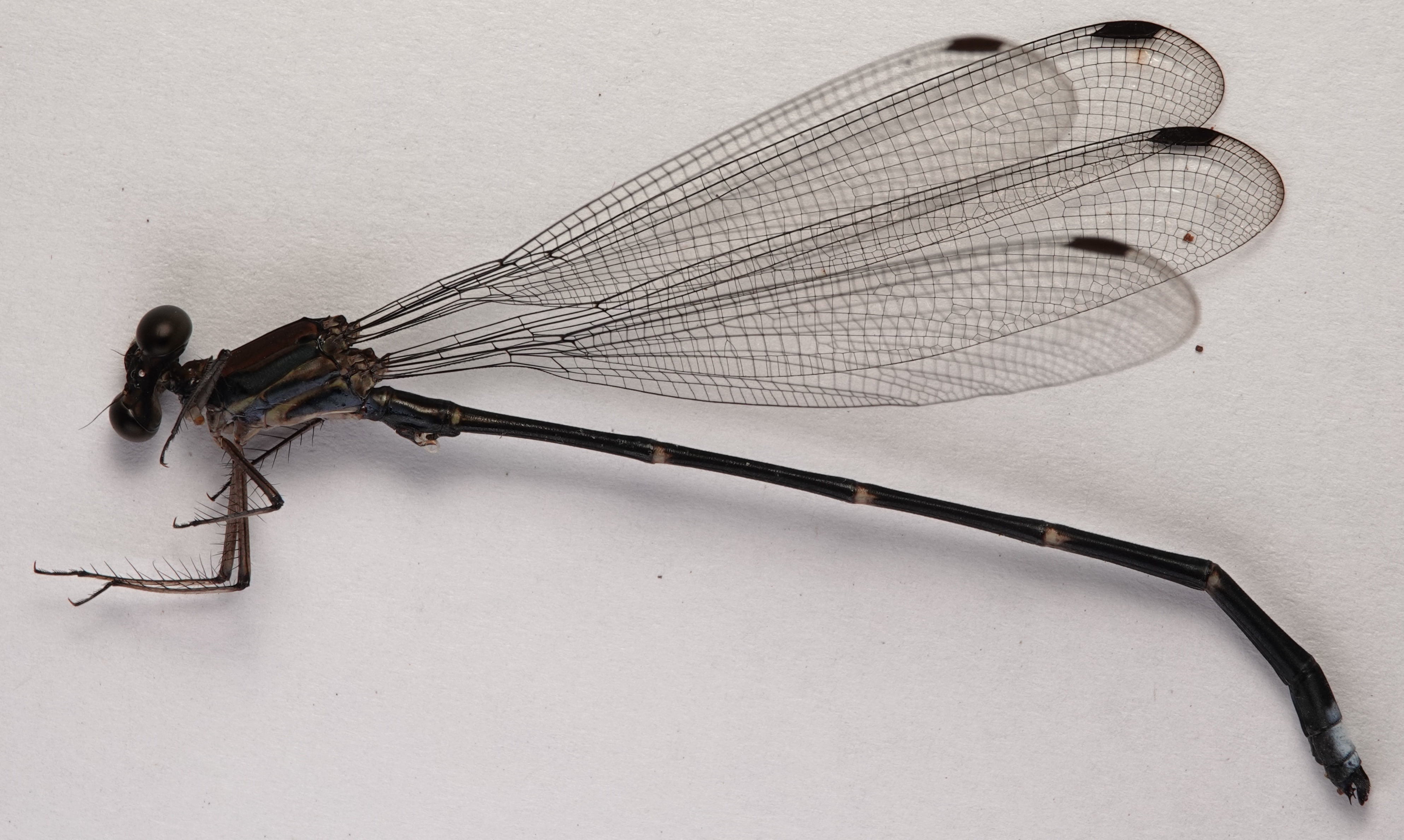*Philogenia cristalina*, specimen. La Honda.