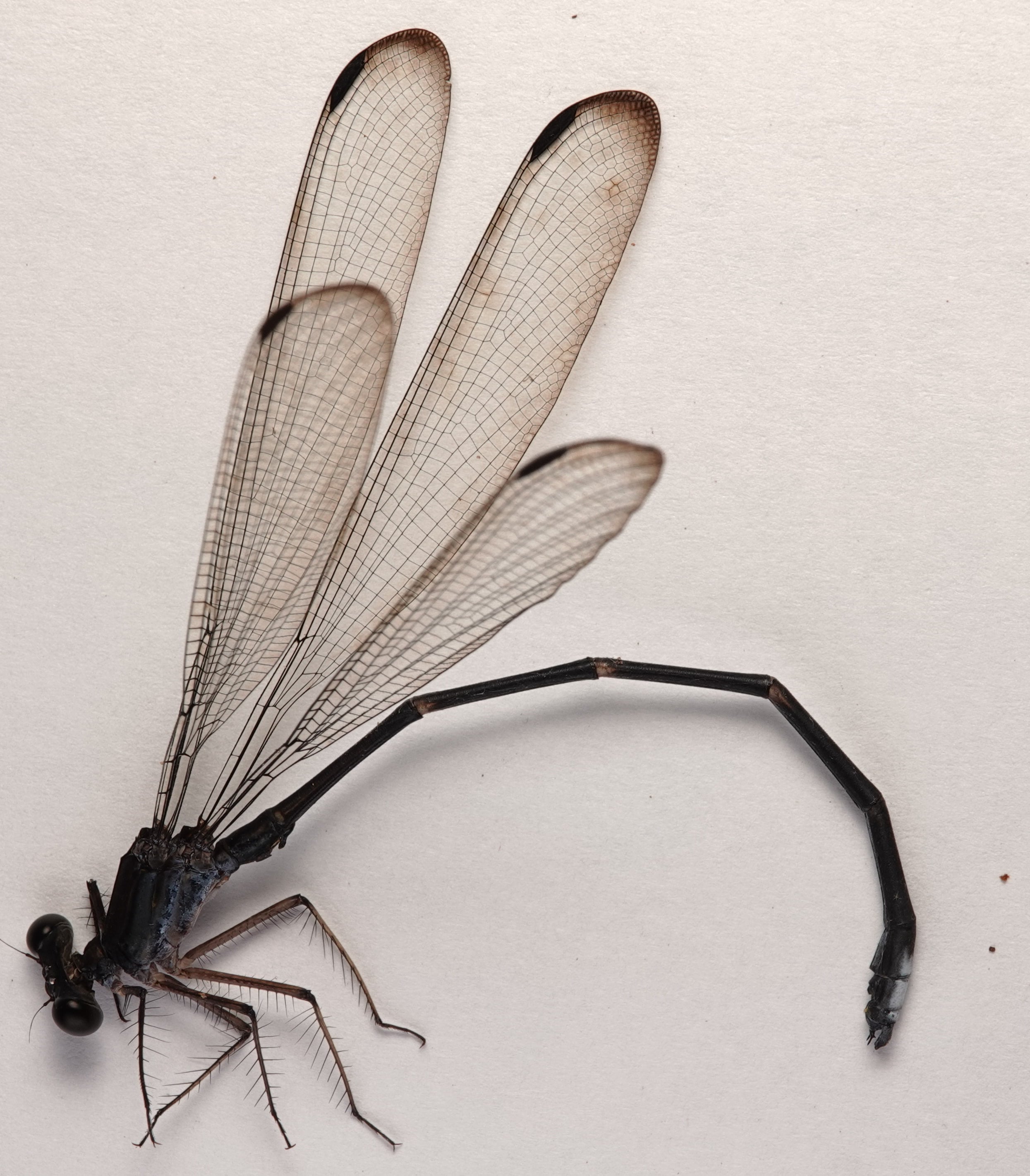 *Philogenia cristalina*, specimen. La Honda.