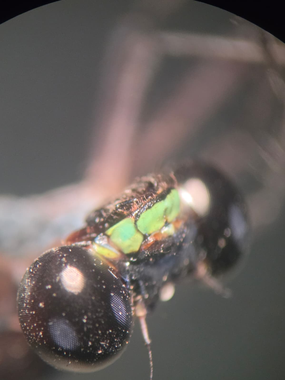 *Philogenia cristalina*, head in detail, male. La Honda.