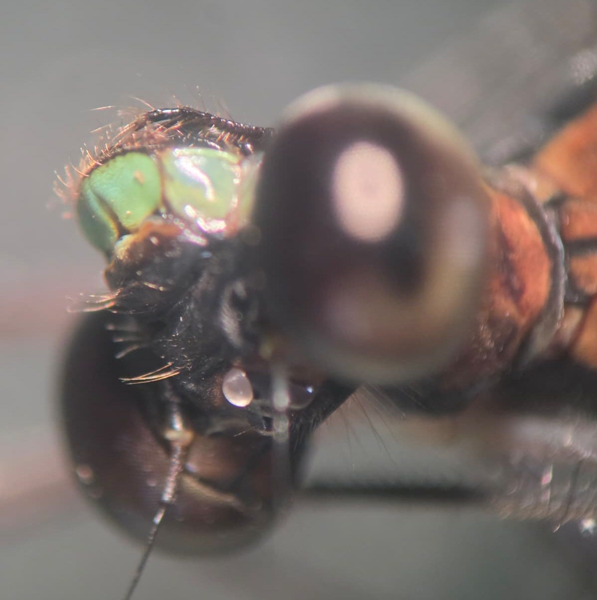 *Philogenia cristalina*, head in detail. La Honda.