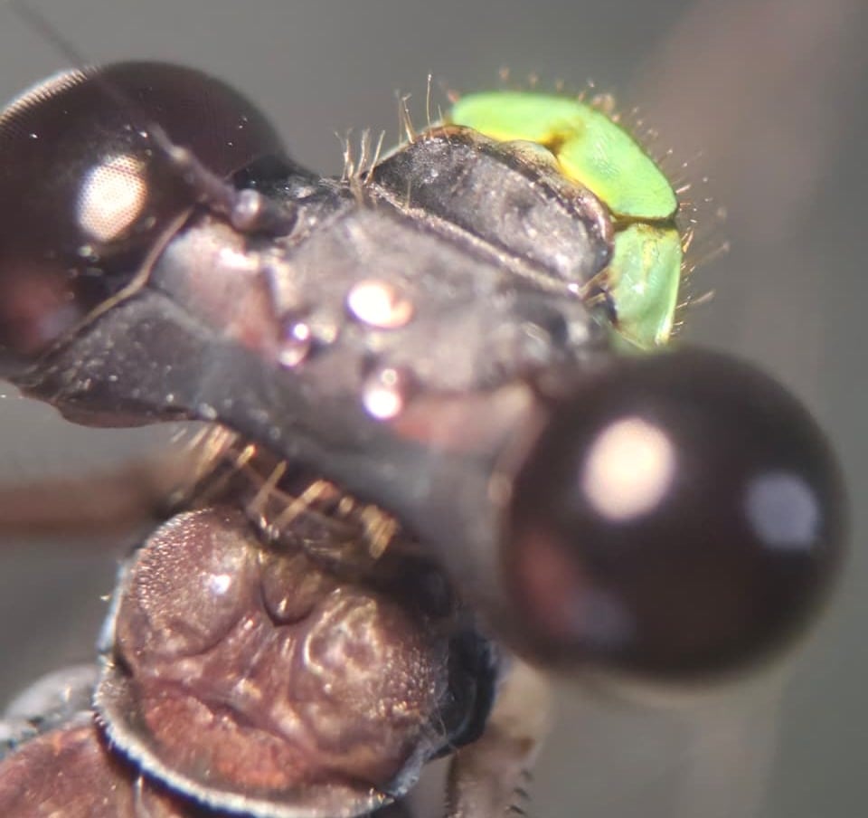 *Philogenia cristalina*, head in detail. La Honda.