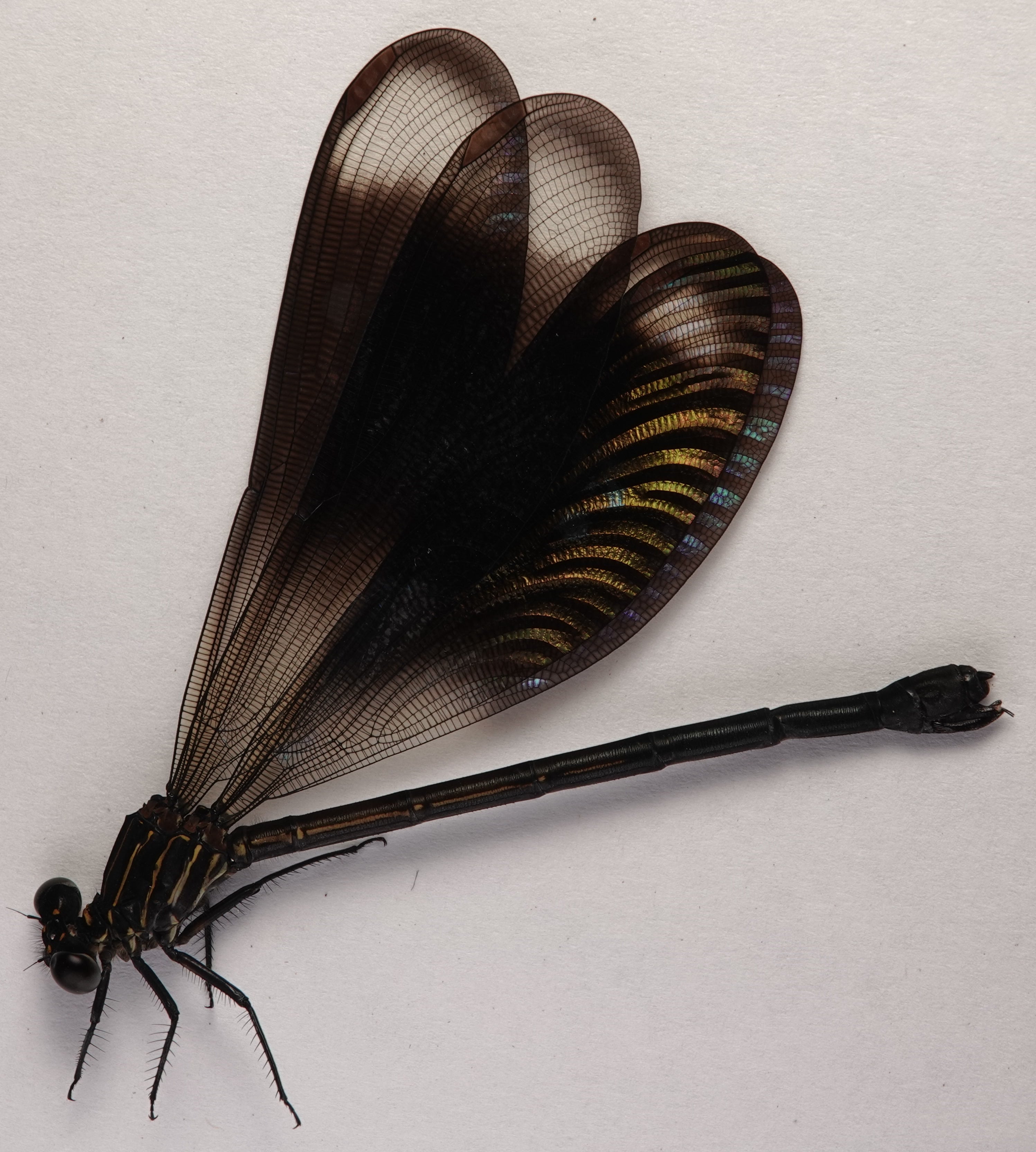 Polythore gigantea