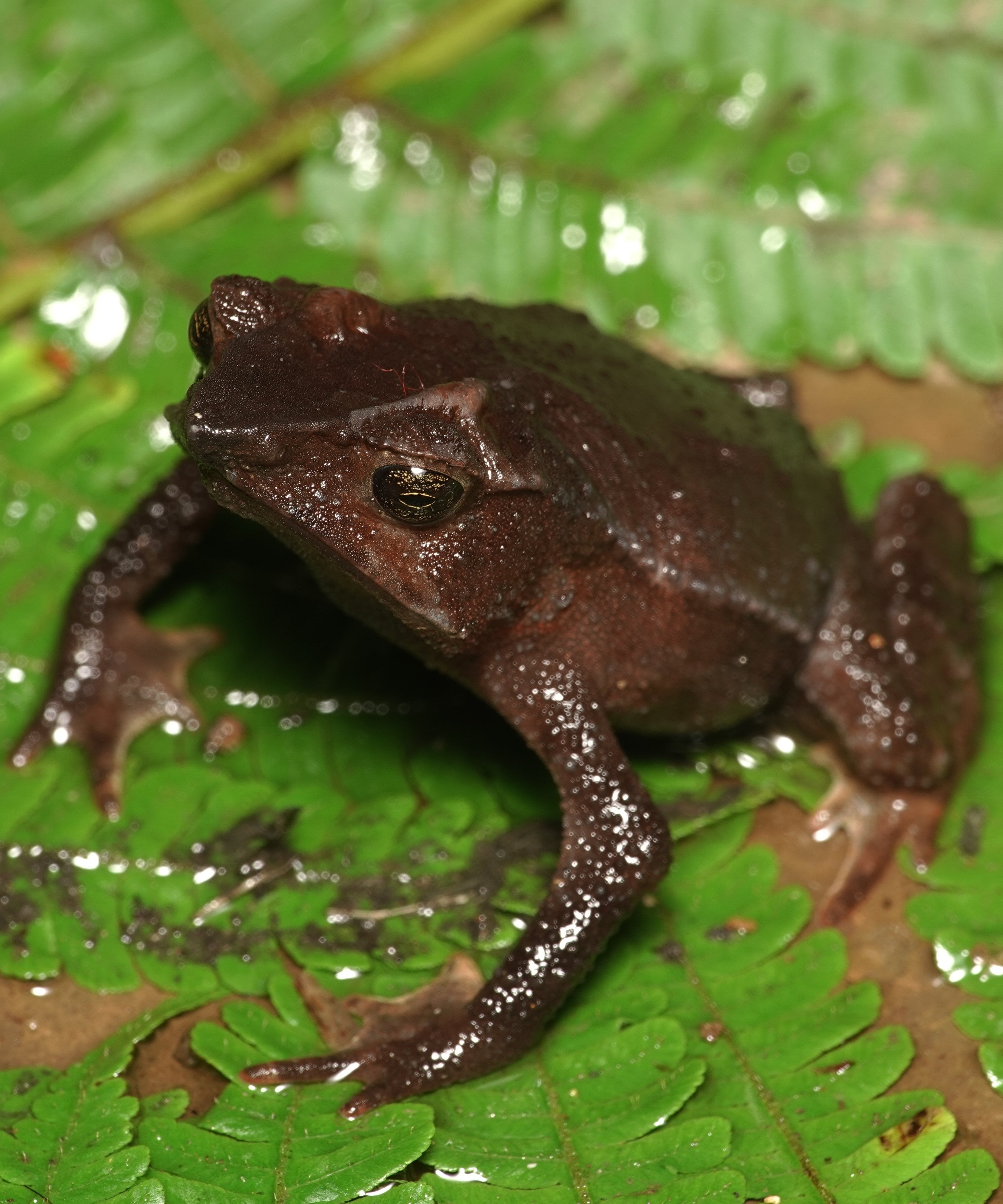 Bufonidae — True toads