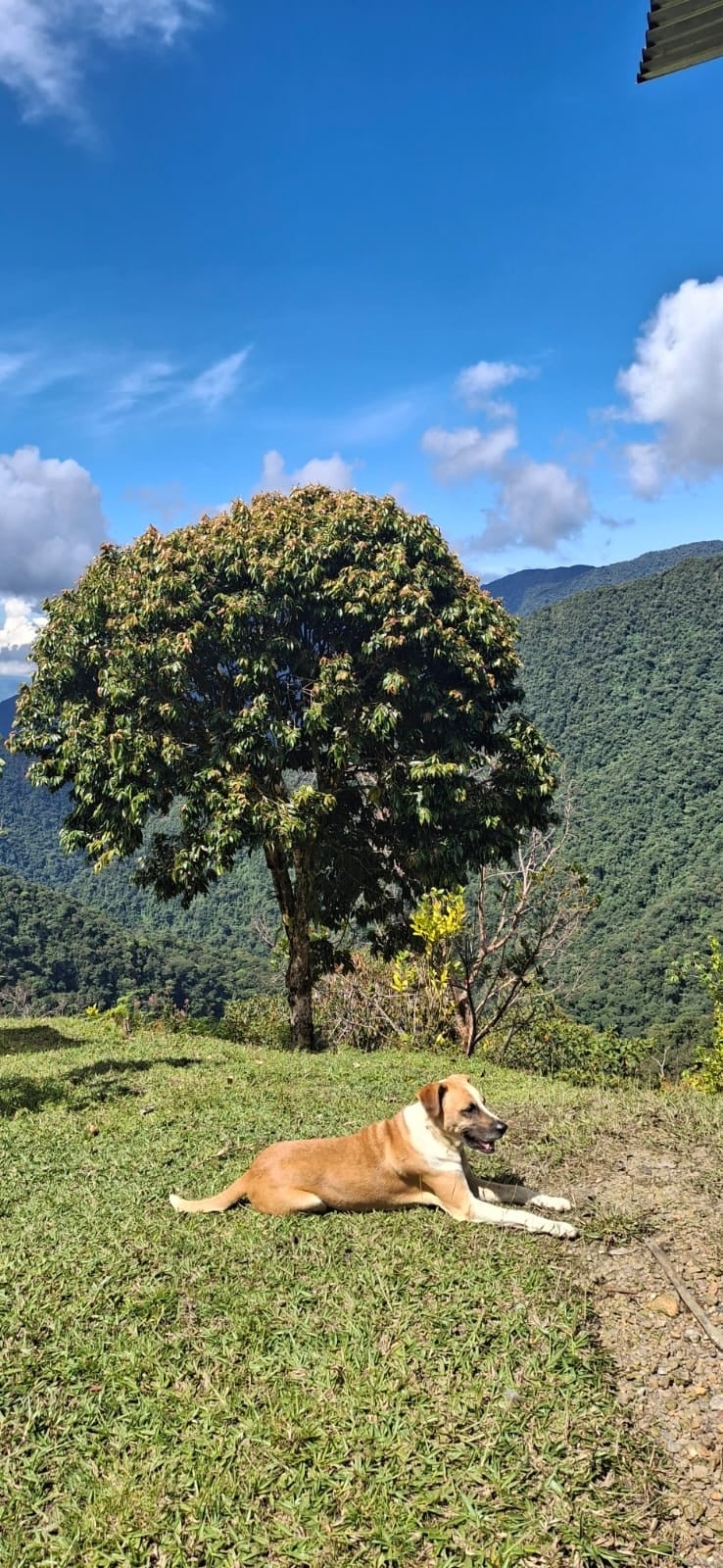 Teo, a tan dog, lying on the grass under a flowering tree with the La Honda canyon behind