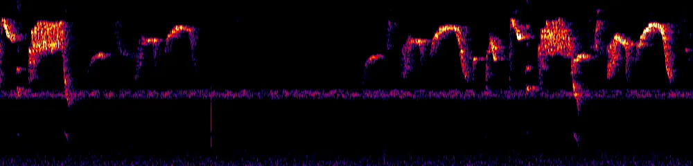 Sonogram of Arremon atricapillus, 700 Hz to 11.0 kHz