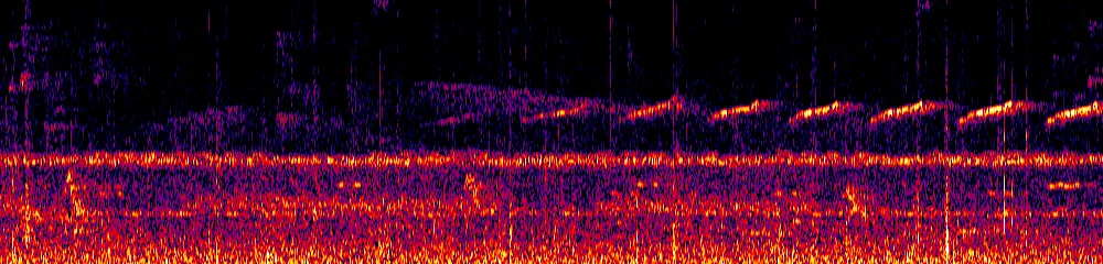 Sonogram of Malacoptila mystacalis, 700 Hz to 11.0 kHz