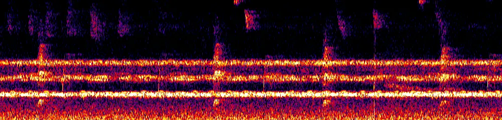 Sonogram of Phaethornis guy, 700 Hz to 11.0 kHz