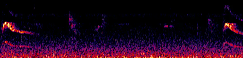 Sonogram of Rupornis magnirostris, 300 Hz to 6.5 kHz